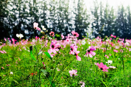 Cosmos flowers blooming in the gardenの写真素材