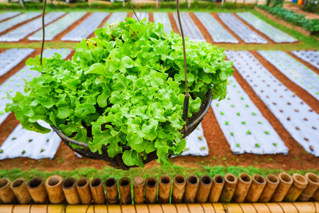 Organic vegetable, Green Oak leaf Lettuce, Lactuca sativa L.