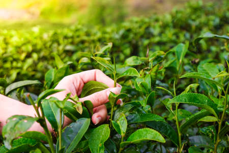 Close-up hand of woman picking top leaves of the green tea in tea farmの写真素材