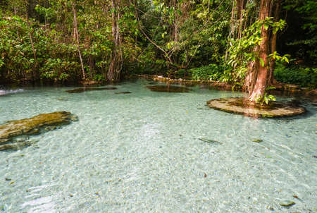 Watershed Forest at Ban Nam Rat in Surat thani Thailand, Tropical forestの写真素材