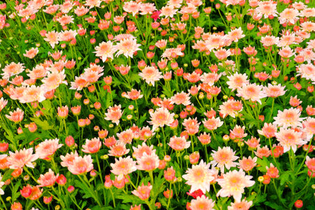 chrysanthemum flower blooming , Select focus
