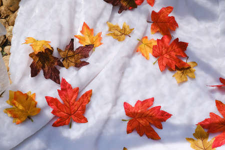 maple leaves fall on backgroundの写真素材