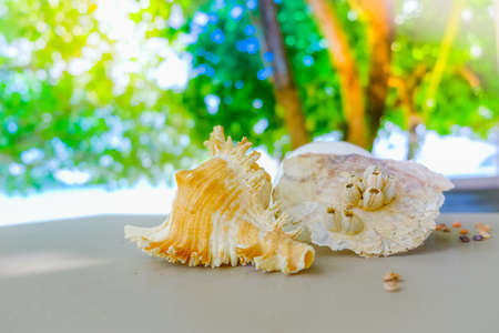 Close-up of seashellsの写真素材