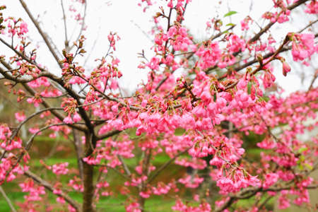 beautiful Prunus cerasoides in Thailand, Wild Himalayan Cherry pink flowers of Chiang Maiの写真素材