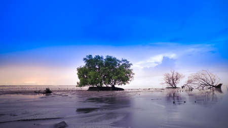 dead tree and live tree in the mud, With color effectの写真素材