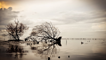 dead tree in the mud, With color effectの写真素材