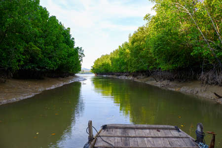 Mangrove forest at the river estuaryの写真素材
