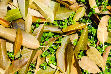 leaf fall on the floor background