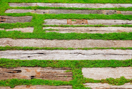 lawn pathway on green grass