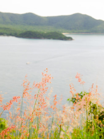 flowers on the meadow, Select focus and blur ocean view point