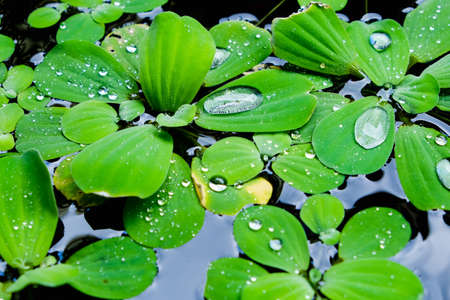 Drop of water on green leavesの写真素材