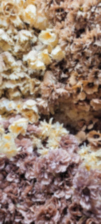 Abstract blur fake many flower in the wall background