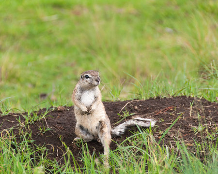 squirrel の写真素材