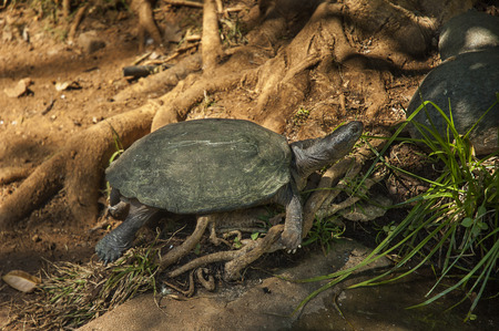 tortoiseの写真素材