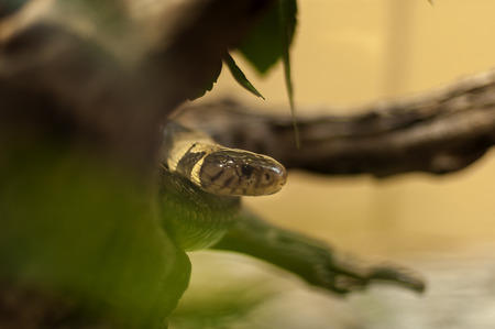 snakeの写真素材