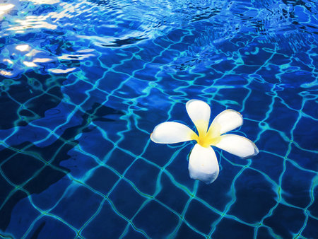 Flower in blue