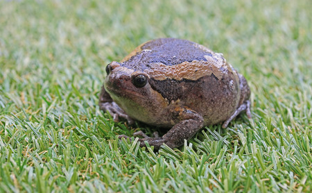 Bullfrog expand body to protect itselfの写真素材