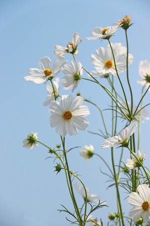 White Cosmos sulfur flower field in the morningの写真素材