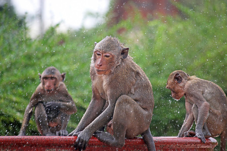 Monkey playing on waterの写真素材