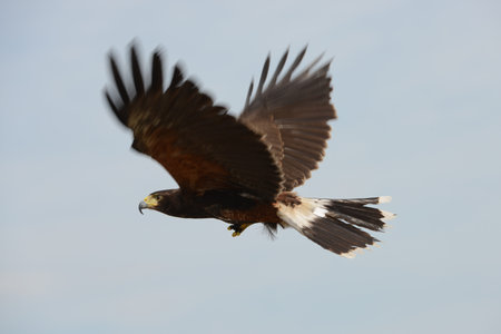 Harris Hawk (bird of prey) flying with blue background.