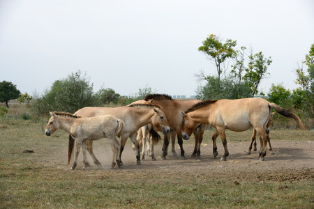 Przewalski horse (Mongolian wild horse) family from Hortobagy National Park (Hungary).の写真素材