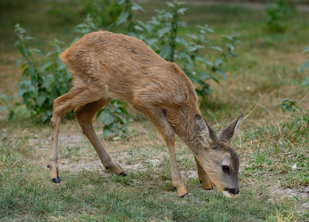 Young deer grazing in a meadow in summer.のeditorial素材