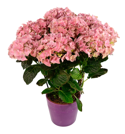 Pink hydrangeas in pot, isolated on white.の写真素材