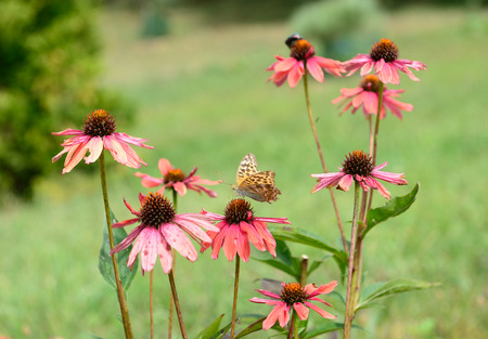 Pink flowers with one butterfly in the green background.の写真素材