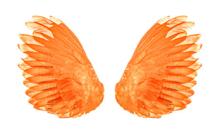 orange wings isolated