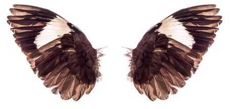 wings of birds on white background
