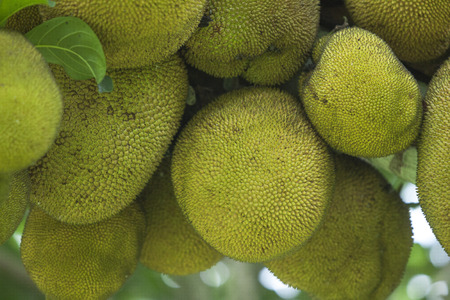 Jackfruit isolatedの写真素材