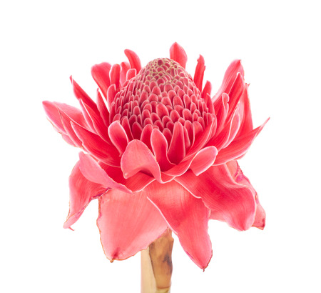 Dala flowerの写真素材