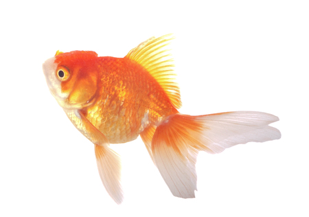 Goldfish on White Backgroundの写真素材