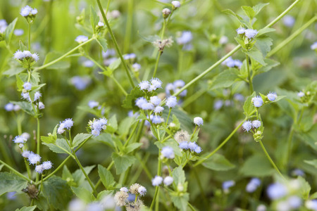 Grass flowers on a garden background.の写真素材