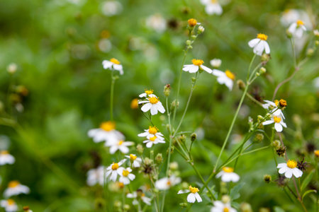 blooming dasies