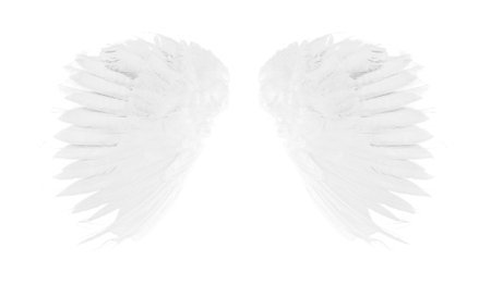 angel wings on white backgroundの写真素材