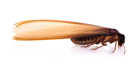 flying termite on white backgroundの写真素材