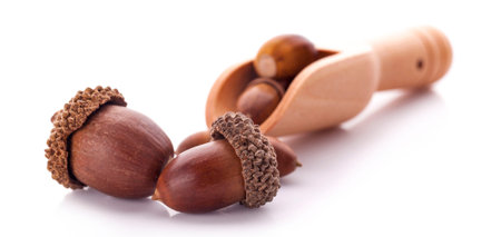 acorns on a white background ,close up