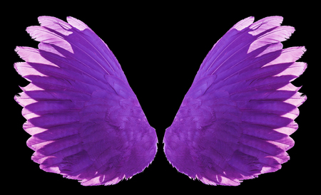 purple wings isolatedの写真素材