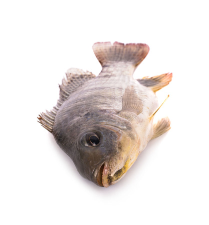 Nile tilapia fish isolated on white backgroundの写真素材