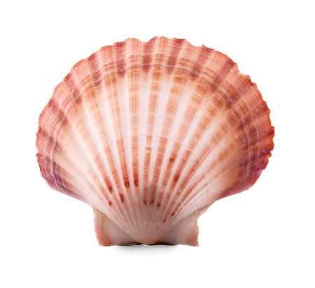 Sea shell isolated on a white background