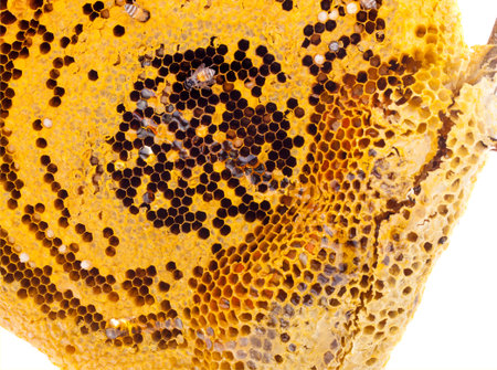 honey cells and working bees