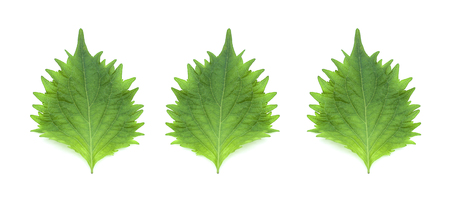 three leafs isolated on a white backgroundの写真素材