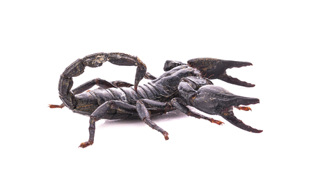 Emperor Scorpion, Pandinus imperator, 1 year old, in front of white backgroundの写真素材