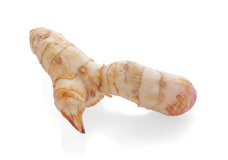 Fresh galangal isolated on white background.の写真素材