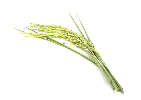 green spike rice Isolated on white Backgroundの写真素材