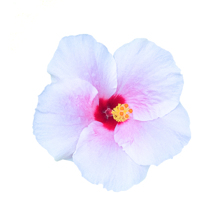 Chaba flower,hibiscus flower on white backgroundの写真素材