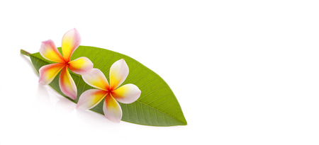 Plumeria leaves Leelawadee leaves.の写真素材