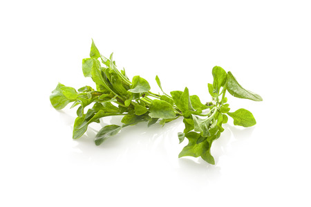watercress isolated on white backgroundの写真素材