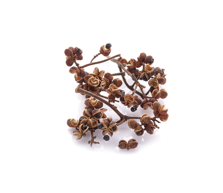 Zanthozylum limonella Alston on white backgroundの写真素材